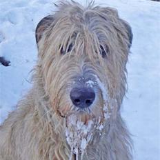 Irsk ulvehund Christiane