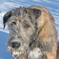 Irsk ulvehund Christiane