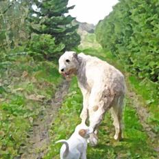 Irsk ulvehund Christiane