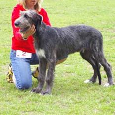 Irsk ulvehund LilleD