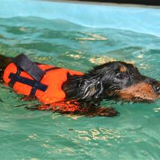 Gravhund Basotto´s Vanessa De Vi