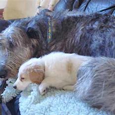 Blanding af racer Tvebak (Løvehjerte)