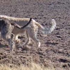 Blanding af racer Tvebak (Løvehjerte)