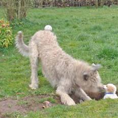 Blanding af racer Tvebak (Løvehjerte)