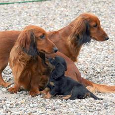 Gravhund Basotto´s Debbie