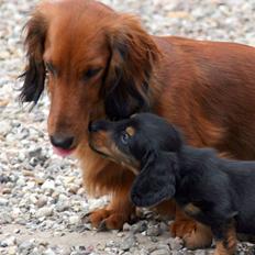 Gravhund Basotto´s Debbie