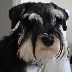 Dvaergschnauzer Chilli