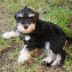 Dvaergschnauzer Chilli