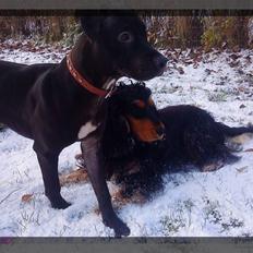 Amerikansk staffordshire terrier - nála