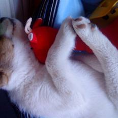 Norrbottenspids Spidsbjørnens Chino