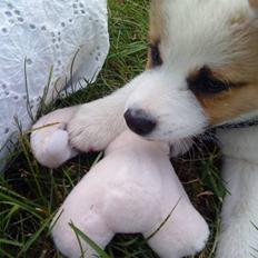 Norrbottenspids Spidsbjørnens Chino