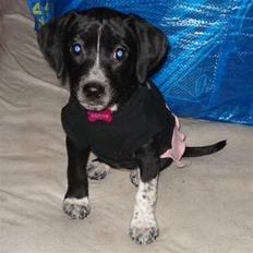 Dansk svensk gaardhund Minnie .