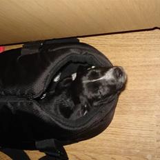 Dansk svensk gaardhund Minnie .