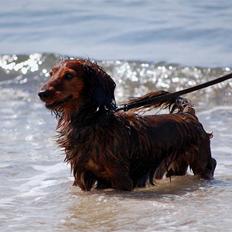 Dværggravhund Bobby