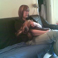 Dværggravhund Bobby