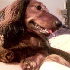 Dværggravhund Bobby