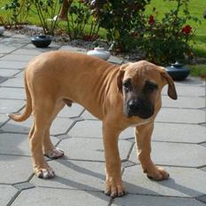 Boerboel -Rathmann- Gustav.