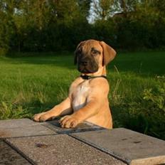 Boerboel -Rathmann- Gustav.