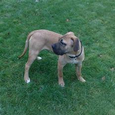 Boerboel -Rathmann- Gustav.