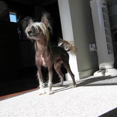 Chinese crested hårløs King