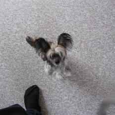 Chinese crested hårløs King