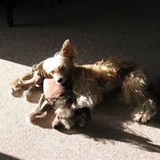 Chinese crested hårløs King