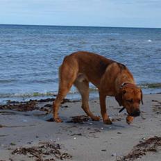 Blanding af racer Bølle<3