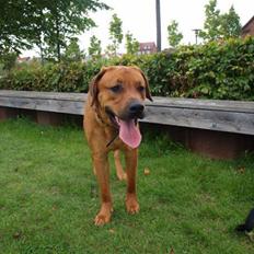 Blanding af racer Bølle<3