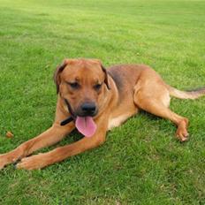 Blanding af racer Bølle<3