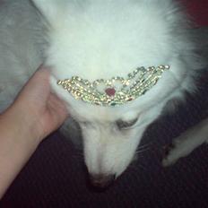 Samojedhund Laika R.I.P. ;'(