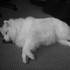 Samojedhund Laika R.I.P. ;'(