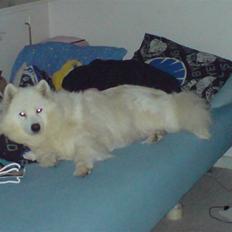 Samojedhund Laika R.I.P. ;'(