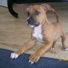 Amerikansk staffordshire terrier King