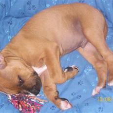Amerikansk staffordshire terrier King