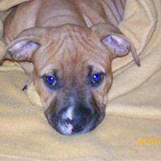 Amerikansk staffordshire terrier King