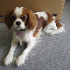Cavalier king charles spaniel Cirkeline (Himmelhund d. 22. november 2016)