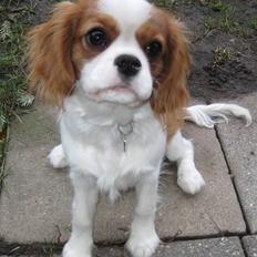 Cavalier king charles spaniel Cirkeline (Himmelhund d. 22. november 2016)