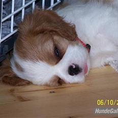 Cavalier king charles spaniel Cirkeline (Himmelhund d. 22. november 2016)