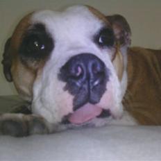 Blanding af racer Tulle