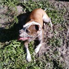 Blanding af racer Tulle