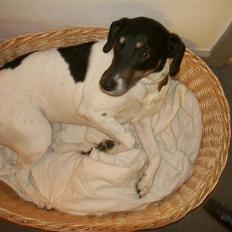Glathåret foxterrier Pedersen