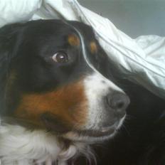 Berner sennenhund vores dina død r.i.p.