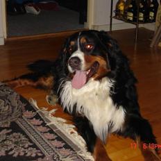 Berner sennenhund vores dina død r.i.p.