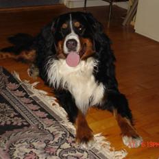 Berner sennenhund vores dina død r.i.p.