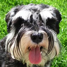 Dvaergschnauzer Chilli