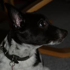 Blanding af racer Lucky