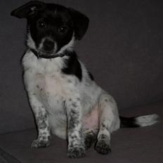 Blanding af racer Lucky