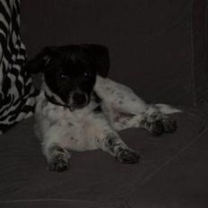 Blanding af racer Lucky