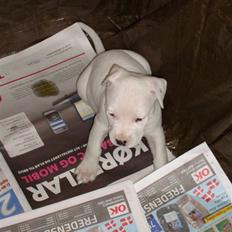 Blanding af racer coco