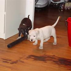 Blanding af racer coco